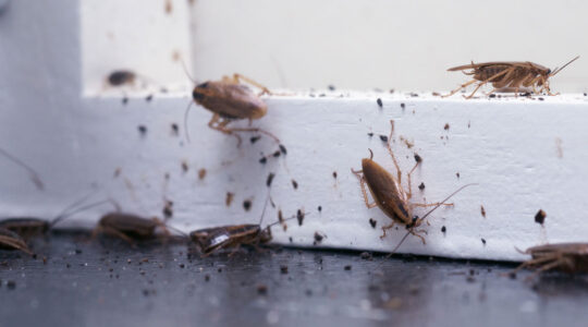 infestation de cafards